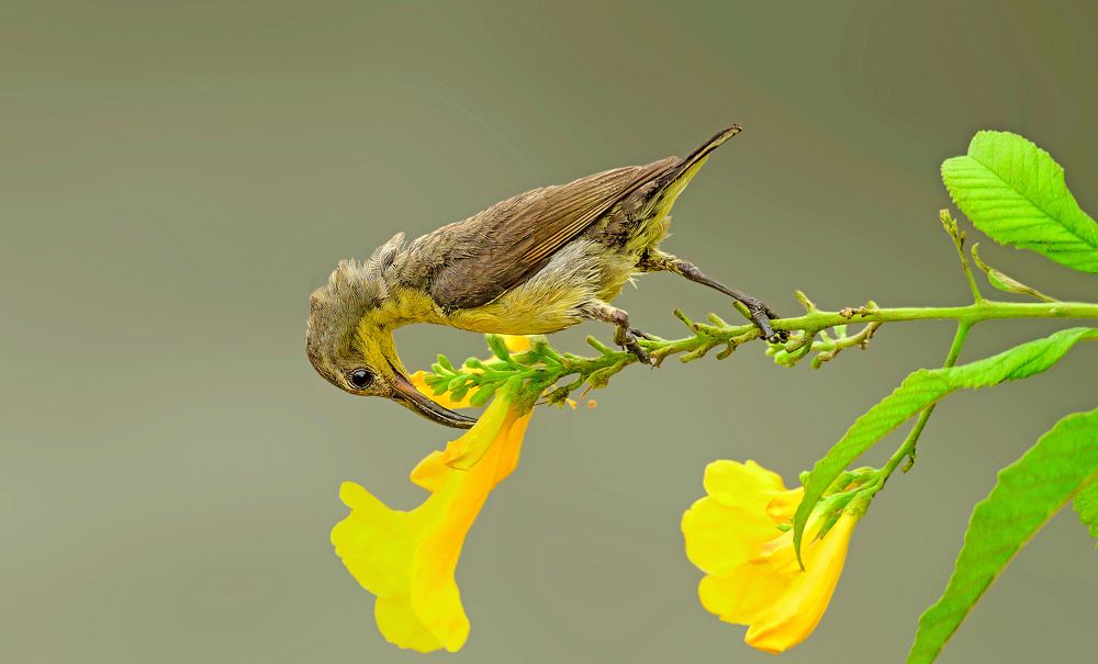 Lesser spotted woodpecker