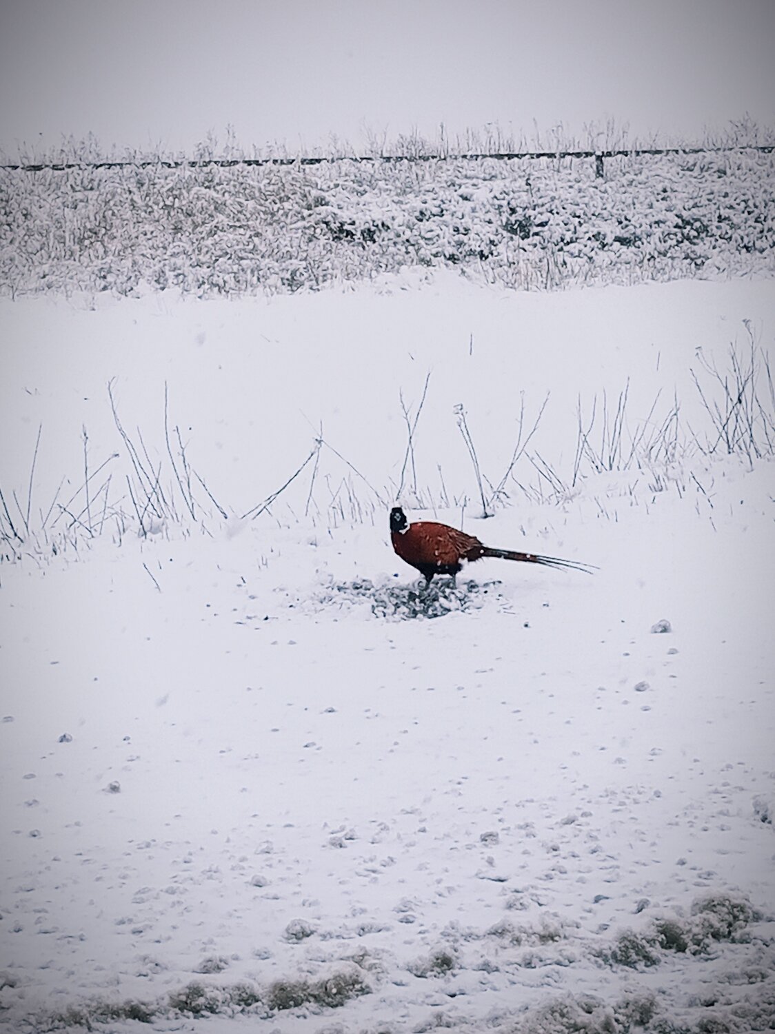 Photo #10277025