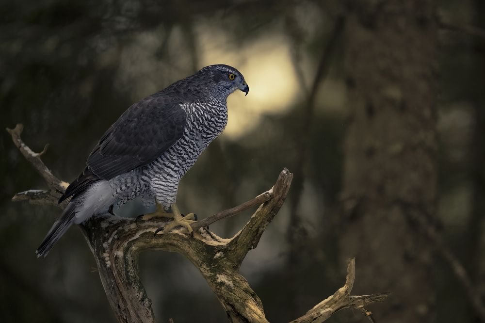 Photograph by Ernestas Balcikonis