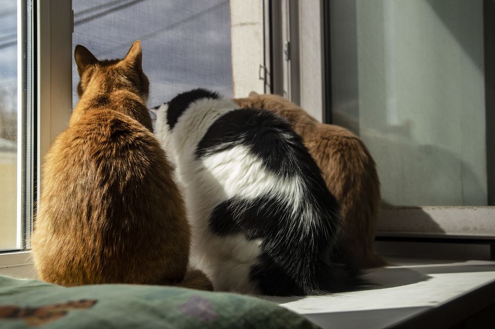 Фотография автора Андрей Рогов