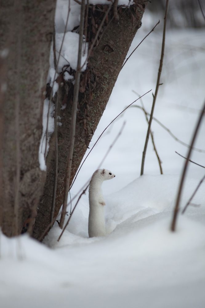 Горностай в городе