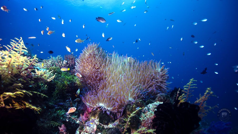 Photograph by Sutiyono Sutiyono