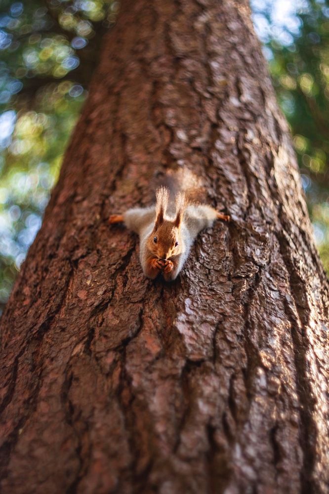 Белка на шпагате