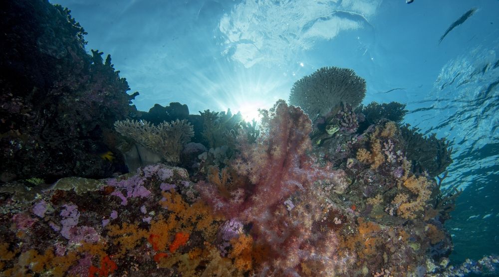 Photograph by Sutiyono Sutiyono