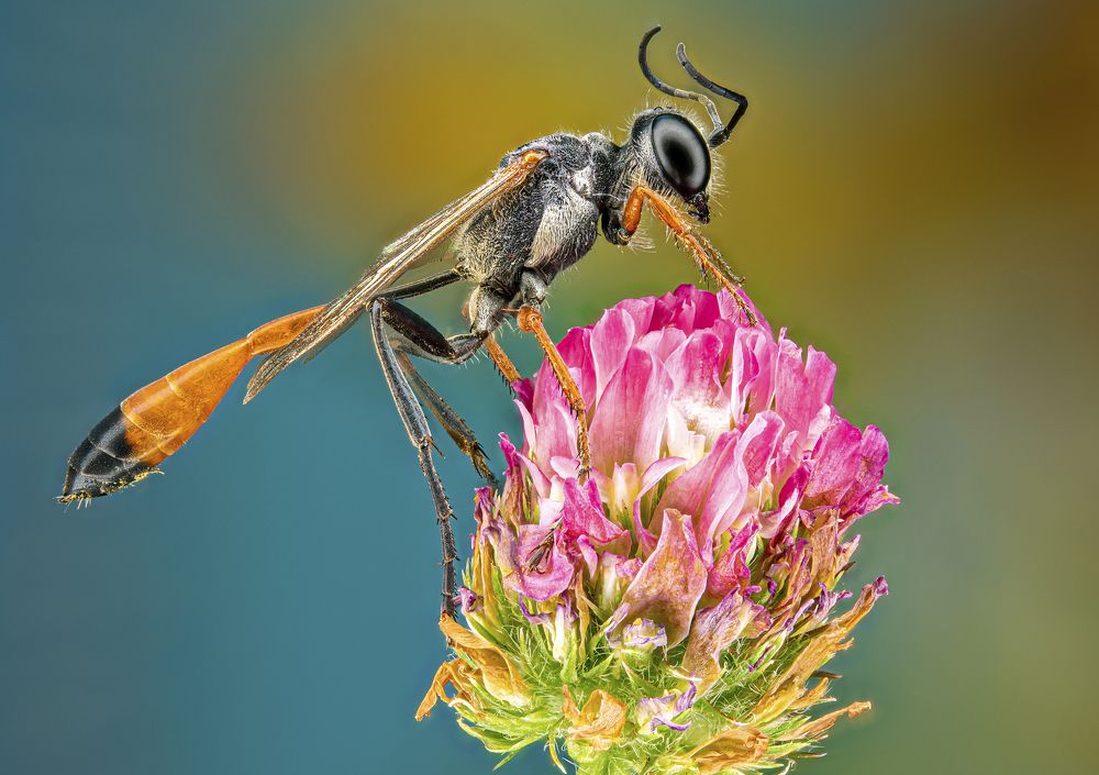 Photograph by Сергей Солобчук