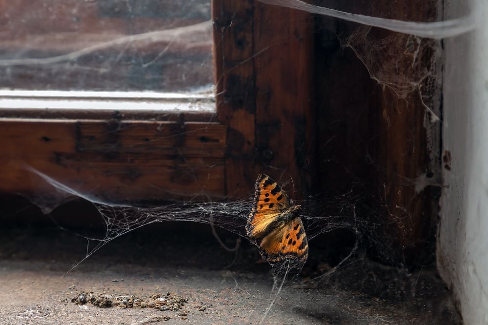 Forgotten House | Забытый дом. 2024