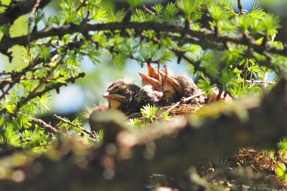 Два дня из жизни дрозда рябинника.