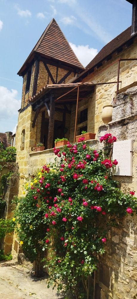 Розы Сарлата