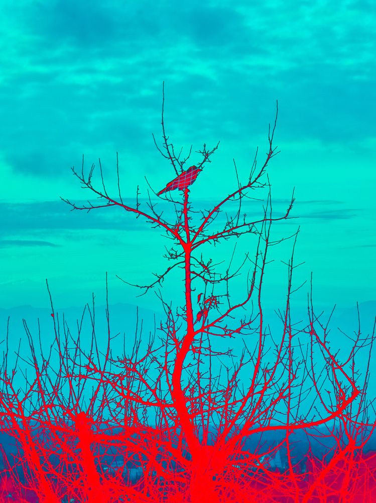 Photograph by Svetlana Schneider