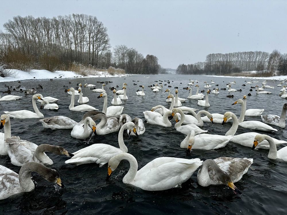 «Суета грации»