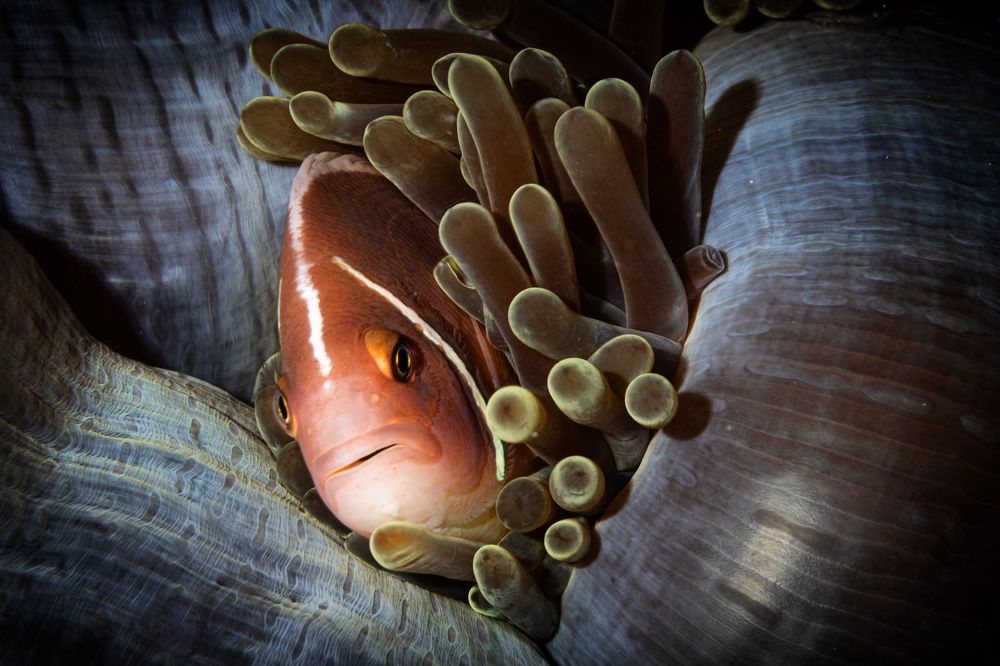 Photograph by Ceci Ver