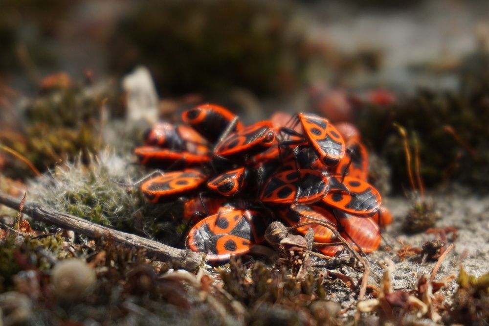 Photograph by Bozhidar Atanasov