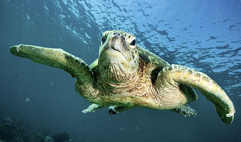 Nos vemos en el azul