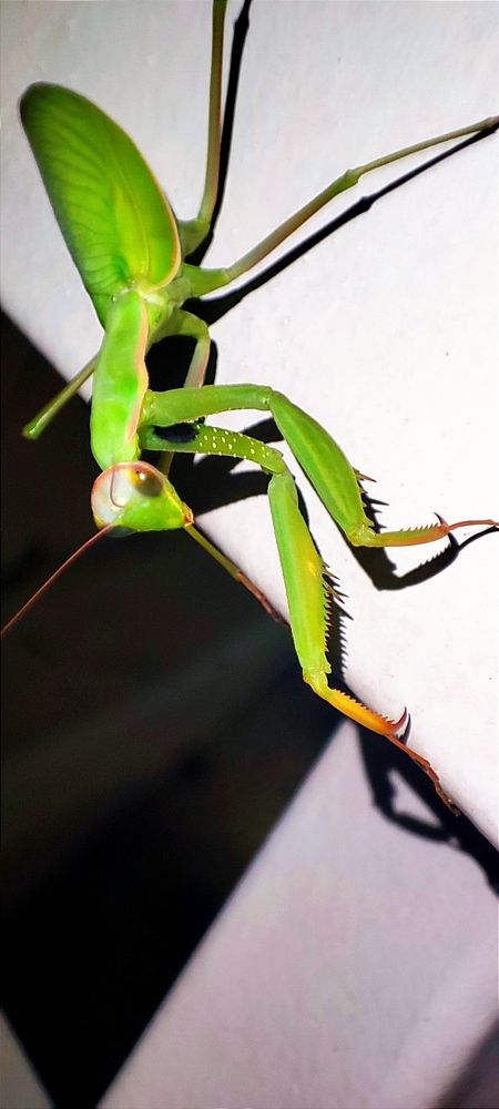 Богомол на ночном мосту.