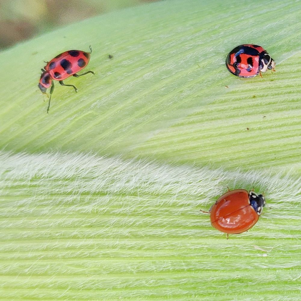 Photograph by Marzio Fattorini