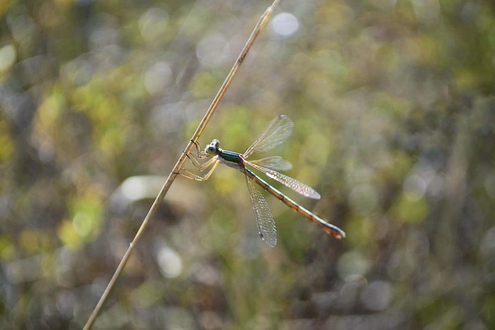 Photograph by Светлана Мазурова