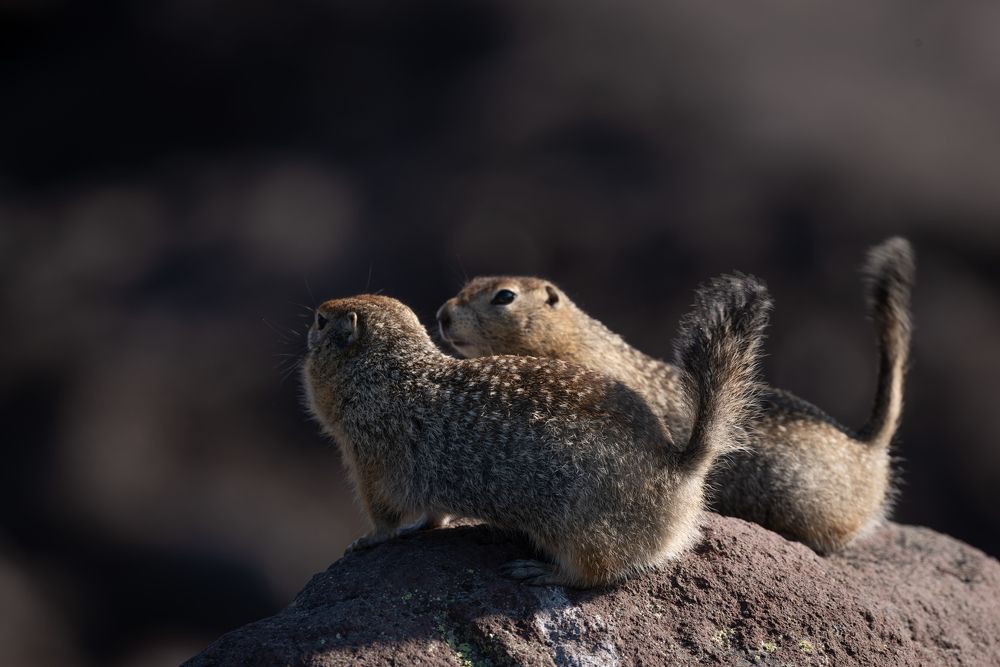 Photograph by Алиса Алексеева