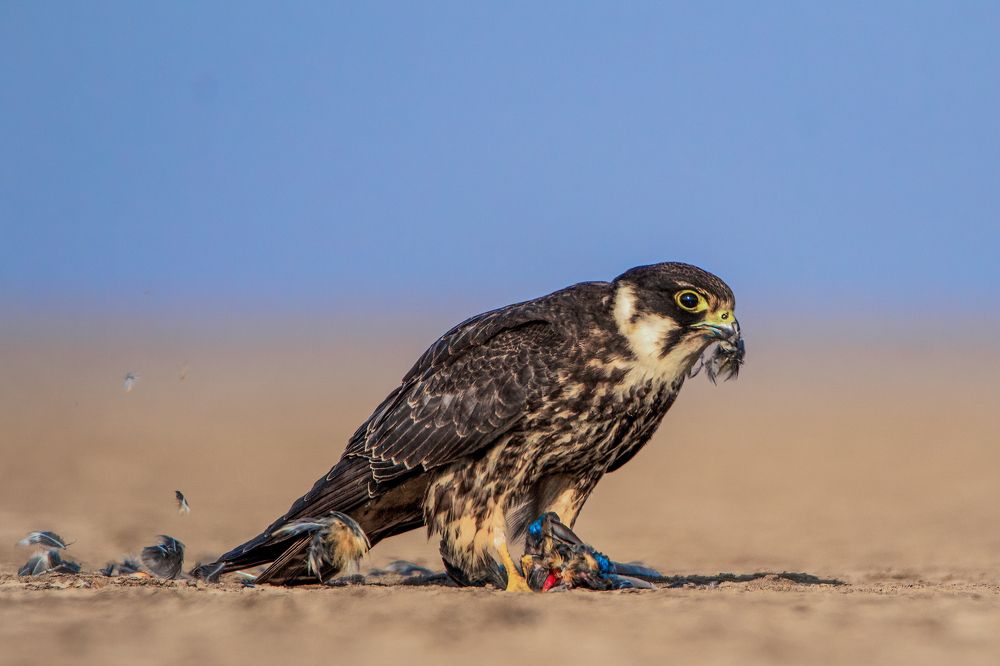 Photograph by Vatsal Parikh