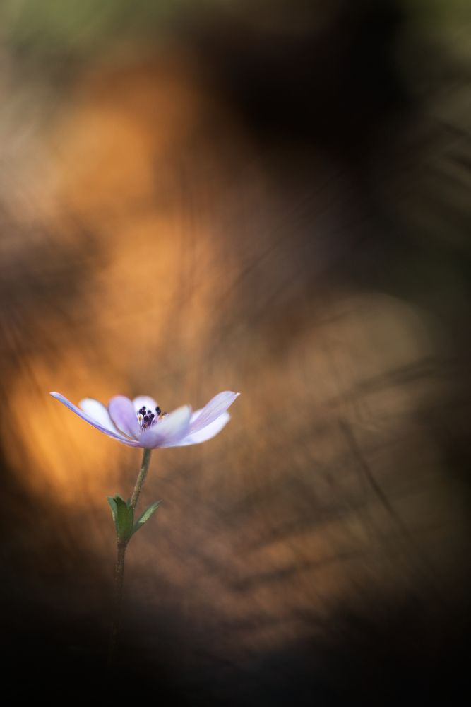 Фотография автора Panagiotis Dalagiorgos
