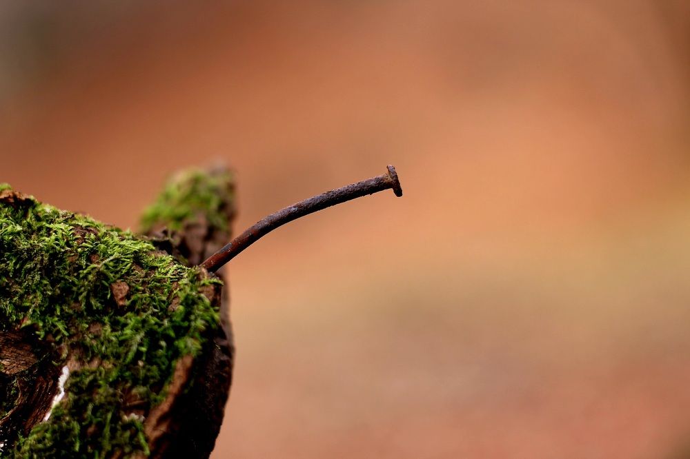 Photograph by Sonia Crotta