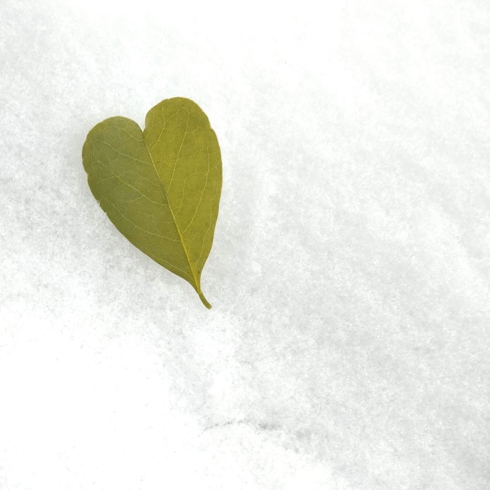 Photograph by Vessy Savova - Ella