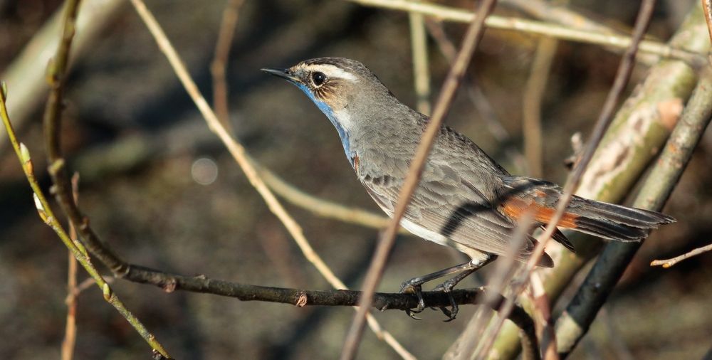 Bluethroat perched on a thin branch close up