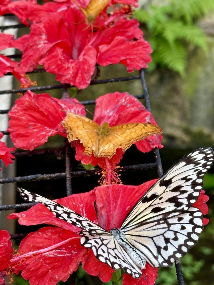 Photograph by Muhammad Faizal