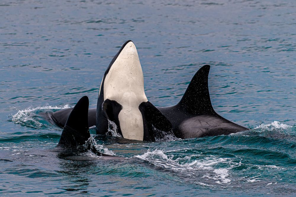 Photograph by Константин Венцлавович