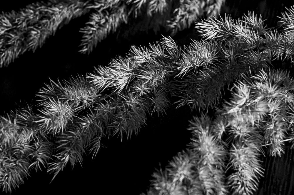 Photograph by Виктория Дикарева