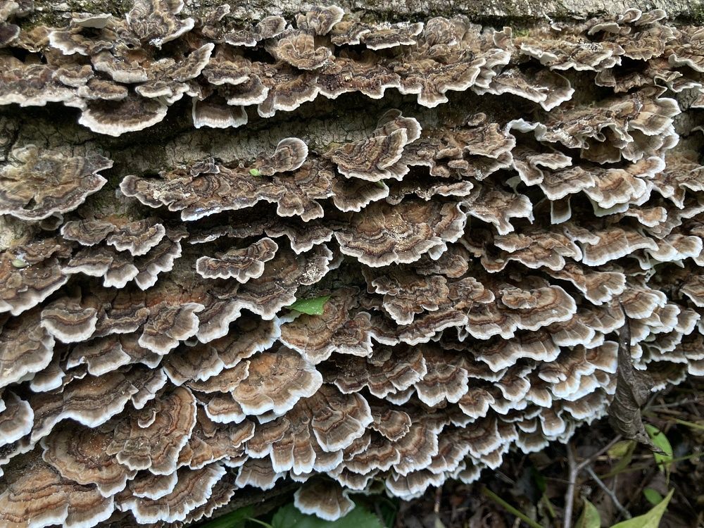 Turkey Tail Growing on a Fallen Log