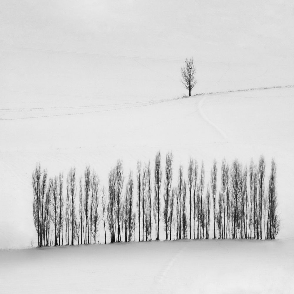 Фотография автора mohammad Alipour