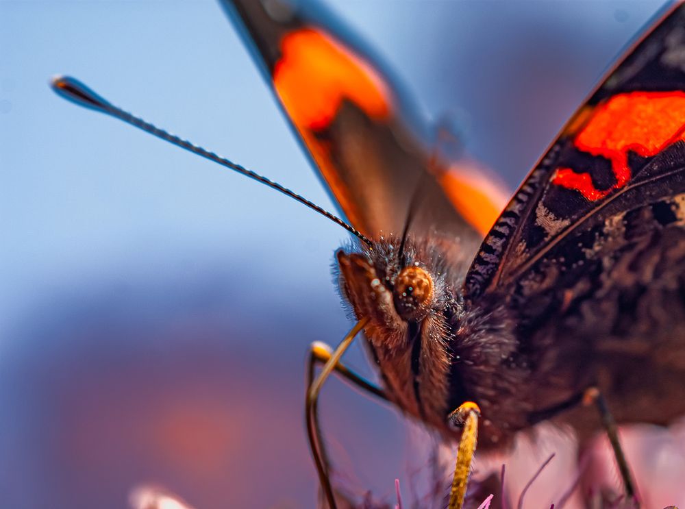 Фотография автора Виктор Парщиков