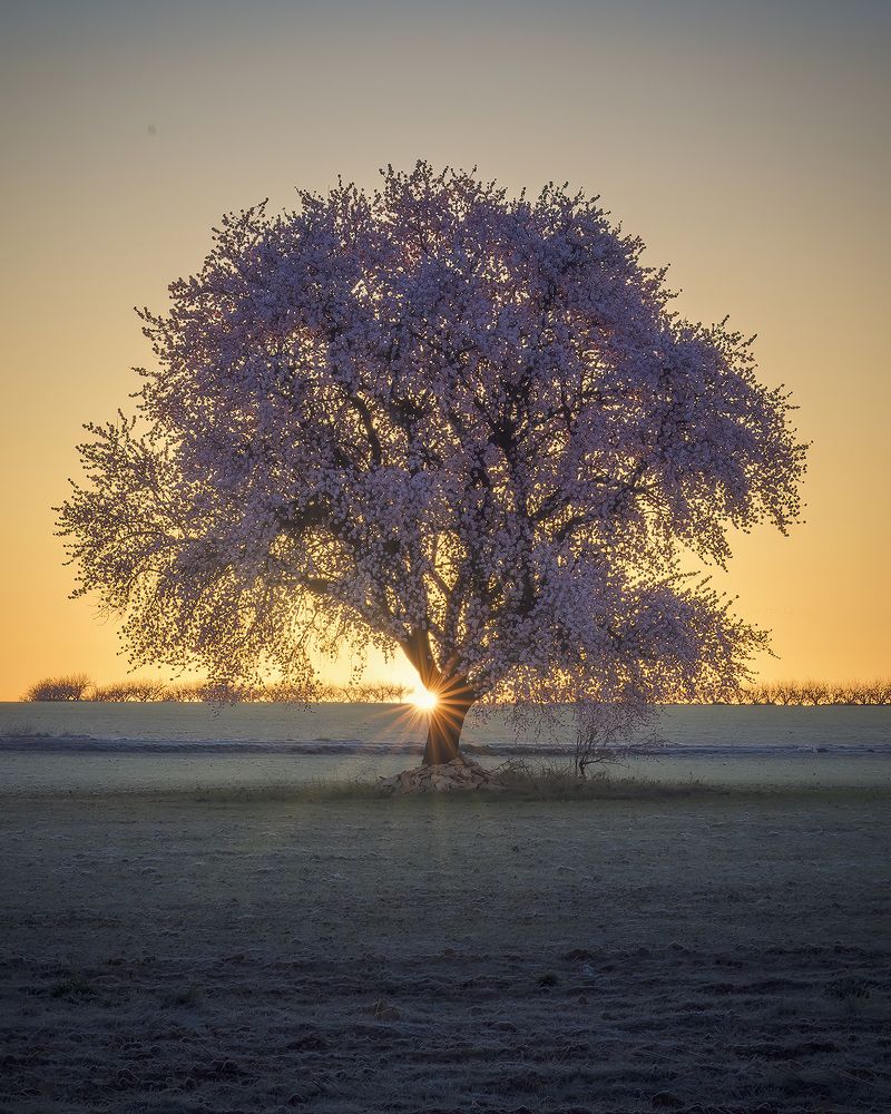 Photograph by Jesús Manzaneque
