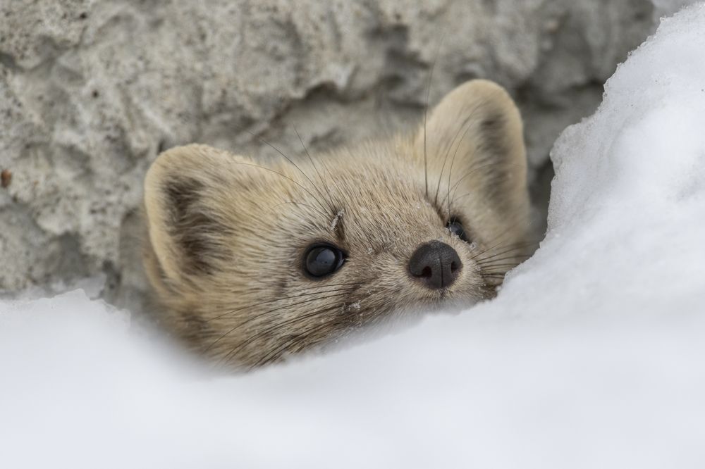 Photograph by Андрей Щербинин