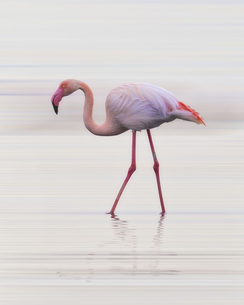 Photograph by Jesús Manzaneque