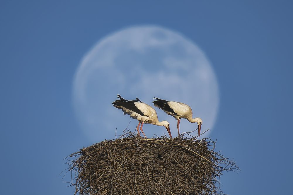 Photograph by Jesús Manzaneque