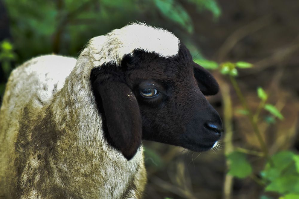 Photograph by Pujo Cahyono