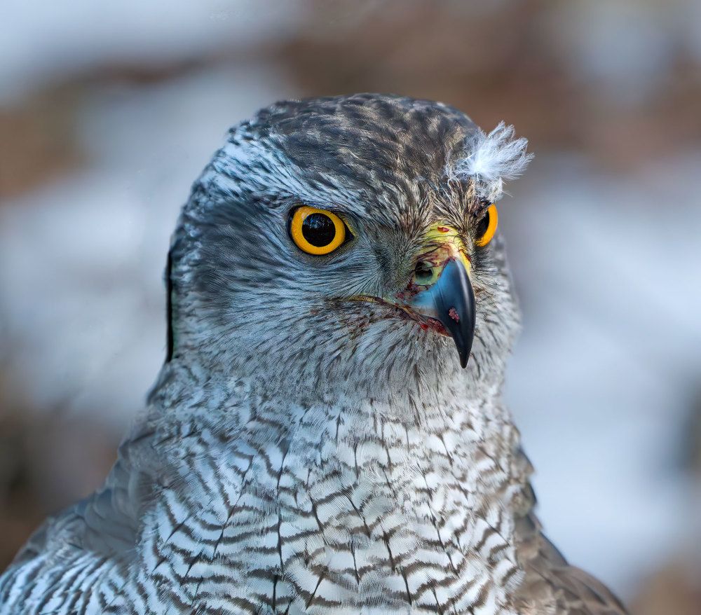 Photograph by Viktor Makarov