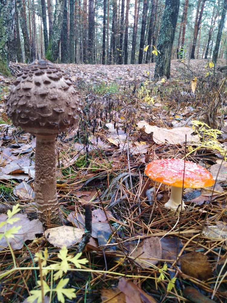 Photograph by Янина Милош