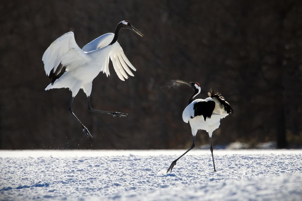 Белый танец