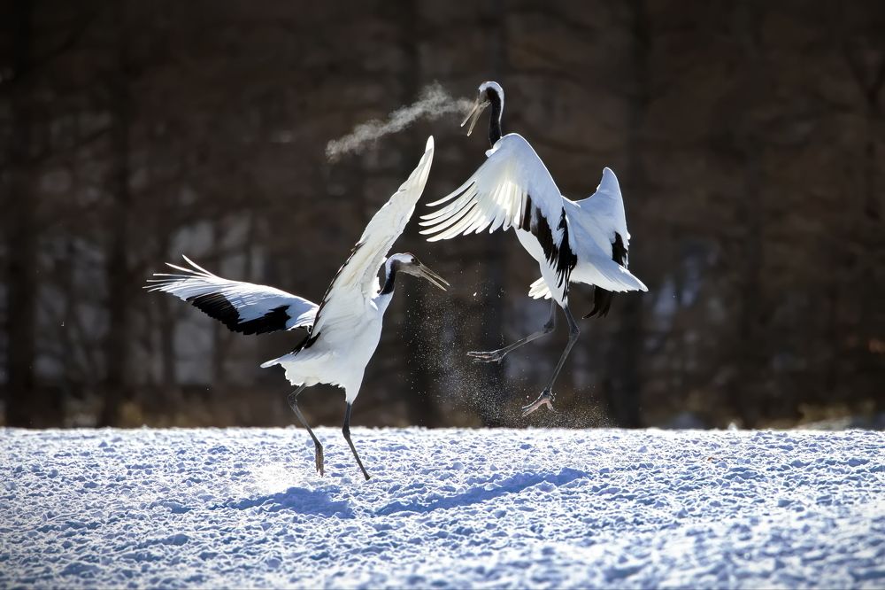 Зимнее танго