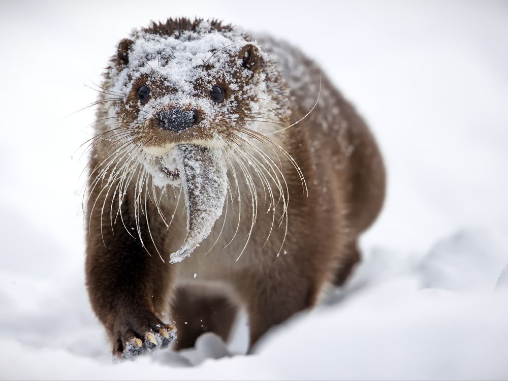 Славный завтрак