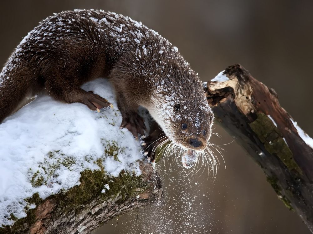 Сразу съесть или запрятать?