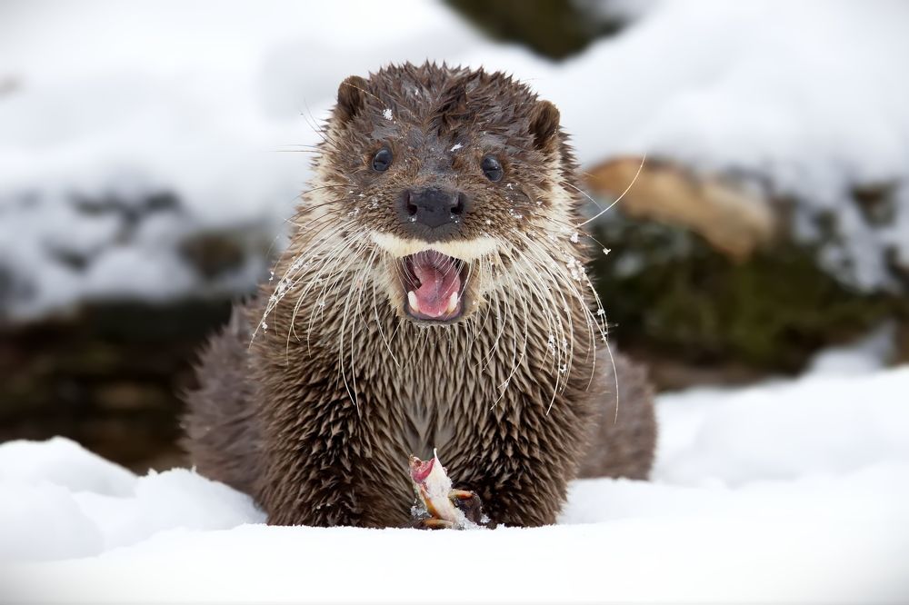 Тоже хочешь рыбку?