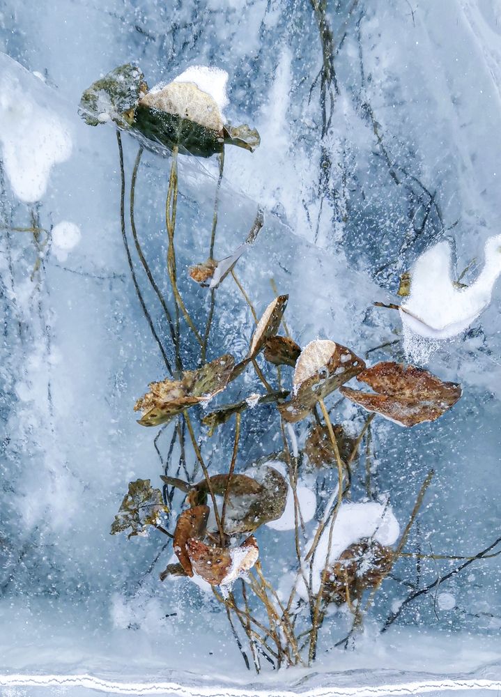 Букет от Снежной Королевы