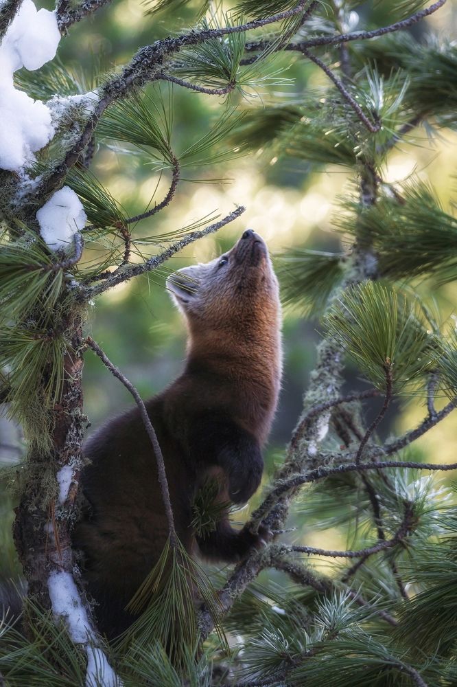 Где эта ворона с сыром?