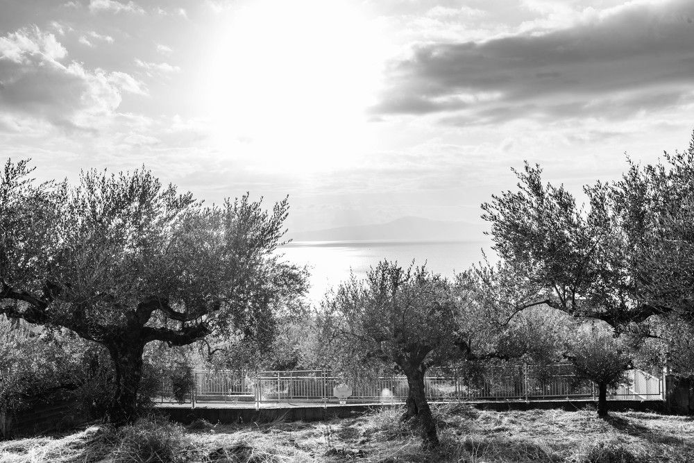 Фотография автора DIMITRIS MPAZIOTOPOULOS