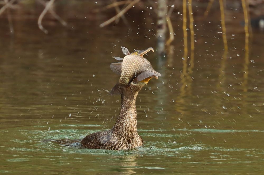 Удачная рыбалка