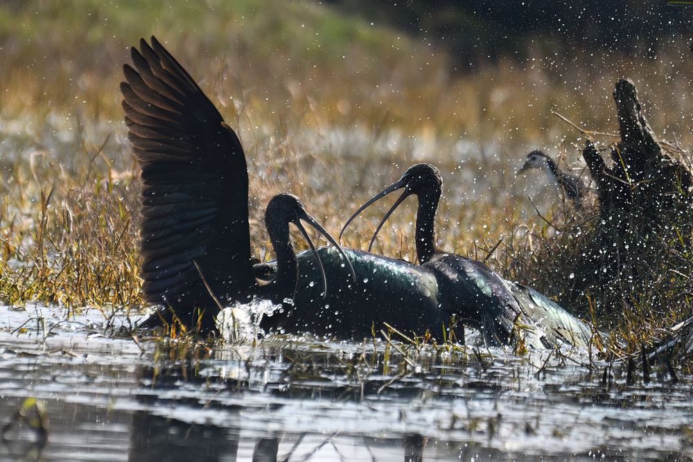 Photograph by KADHIRAVAN BALASUBRAMANIAN