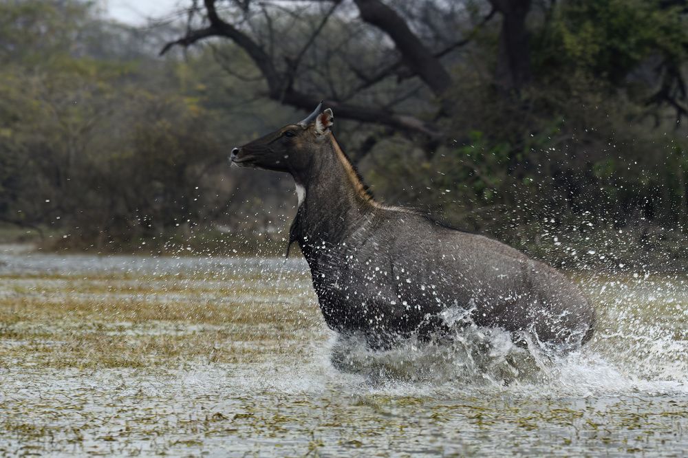 Photograph by KADHIRAVAN BALASUBRAMANIAN
